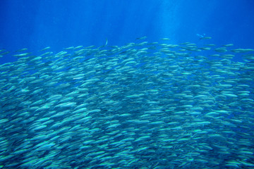 Sardine shoal in open sea water closeup. Massive fish school underwater photo. Pelagic fish swimming in seawater.