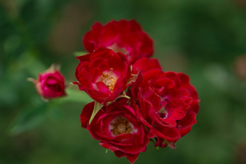 beautiful little red roses