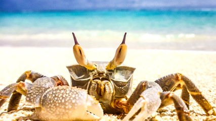 crab standing in a beach resort in Maldives.