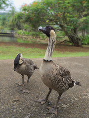 Nene Ducks auf Hawaii