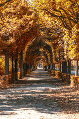 Fototapeta premium autumn alley in the park 