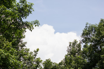 Leaf of Cinnamomum camphora tree