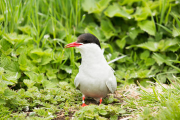 Arctic tern (Sterna paradisaea) displaying and calling, at breeding colony