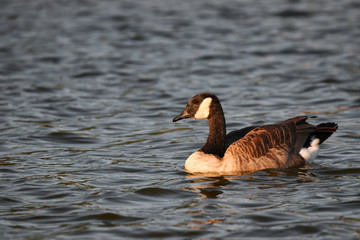 Canadian goose swimming the water at sunset