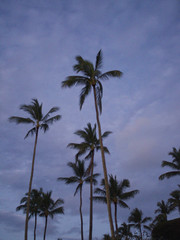 Fototapeta na wymiar Große Palmen während der blauen Stunde mit Wolken im Hintergrund