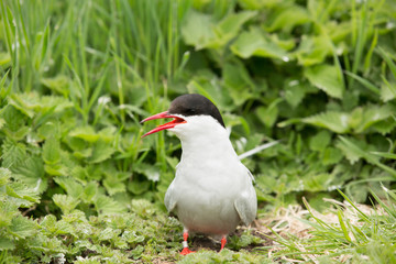 Arctic tern (Sterna paradisaea) displaying and calling, at breeding colony