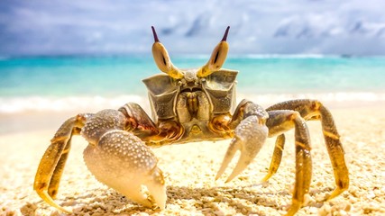 crab standing in a beach resort in Maldives.