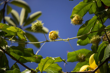 Scarletfruit passionflower a vine fruit