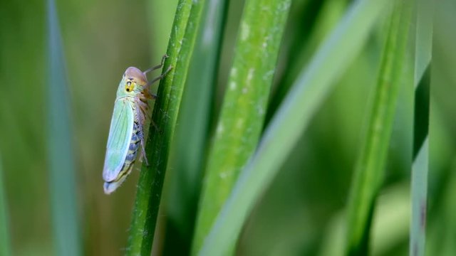 Binsenschmuckzikade bei der Nahrungsaufnahme - Makroaufnahme