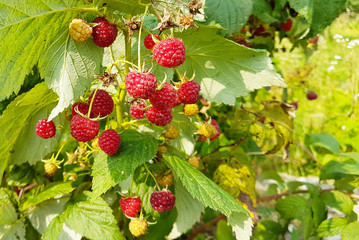 Red raspberries on a green branch. Harvest of fruits of the European temperate climate region. Stocks for the winter and harvest. Vitamins as a gift of nature. Natural sweets and glucose