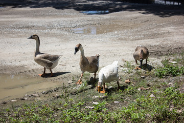 Duck playing in brown soil