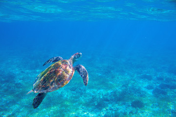 Obraz premium Sea turtle underwater photo. Endangered sea turtle closeup. Wildlife of tropical coral reef. Sea tortoise in water.