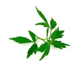 Lovage Medicinal and Culinary Herb Plant. Levisticum Officinale Isolated on White Background.