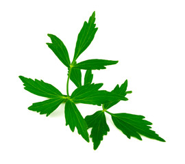 Lovage Medicinal and Culinary Herb Plant. Levisticum Officinale Isolated on White Background.