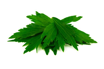 Lovage Medicinal and Culinary Herb Plant. Levisticum Officinale Isolated on White Background.