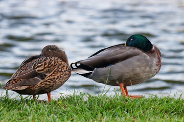 A drake and hen mallard sleeping next to the water