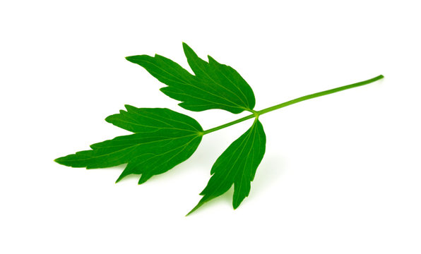 Lovage Medicinal and Culinary Herb Plant. Levisticum Officinale Isolated on White Background.