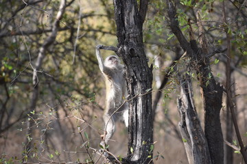 Monkey Climbing the Tree