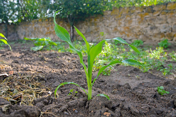Young Corn Plants. Young green corn growing on the field. 