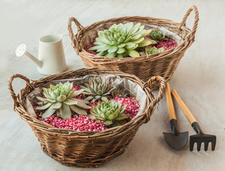 Rosette Sempervivum in the basket