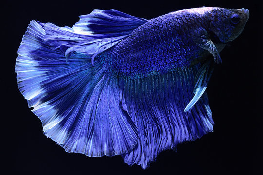 Super blue Betta Siamese fighting fish.The head is white and inserted in red. Fins and tail like long skirts, half moon tail, perfect fish elegance. Fish that are native to Thailand.Fight to compete.