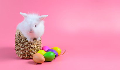 White rabbit sitting in basket weave on pink background and colourful egg, with copy space for text