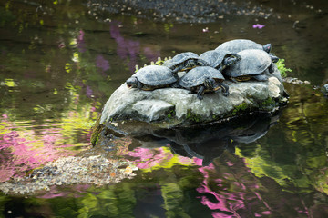 アカミミガメ・群れ・甲羅干し