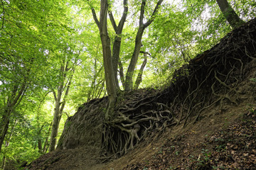 Landscape while hiking within the Wolfsschlucht (engl. Wolf gorge) in Eifel region at Germany.