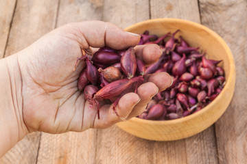 Bulbs in hand before planting