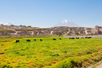 rural scene in Socabaya district Arequipa Peru