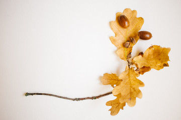 oak sprig with acorns and autumn leaves on white background, copy space, autumn concept