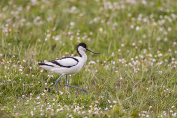 Avocette élégante (Recurvirostra avosetta - Pied Avocet)