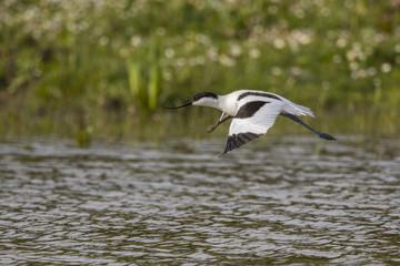 Fototapeta na wymiar Avocette élégante (Recurvirostra avosetta - Pied Avocet) en vol -