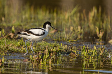 Avocette élégante (Recurvirostra avosetta - Pied Avocet)