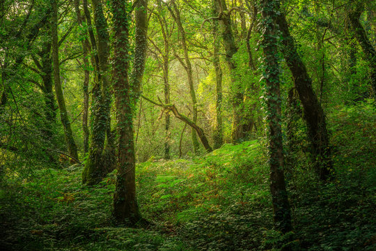 Landschaft geheimnisvoller Wald in zauberhaftem Licht - Landscape of mysterious forest in enchanting light