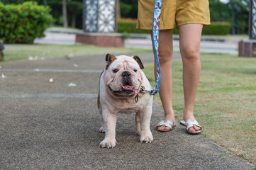 young woman and english bulldog walking together on the street.