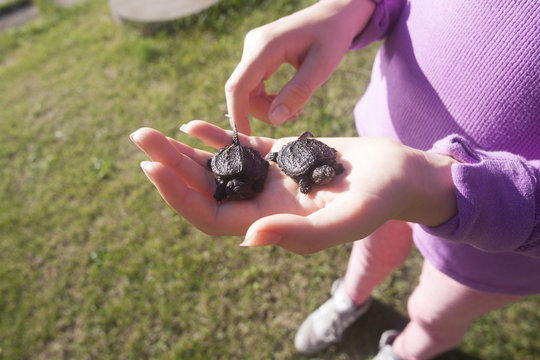 Girl holding two juvenile snapping turtles, Chelydra serpentina.