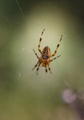 European garden spider, Araneus diadematus in web.