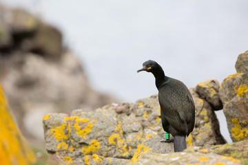 European shag (Phalacrocorax aristotelis) on rocky cliff at breeding colony