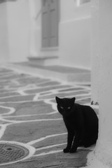 black cat in paros naoussa greece cycladic streets 4