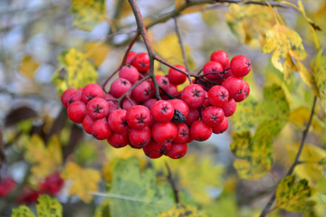 bunch of Rowan red