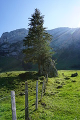 einzelner baum alpen