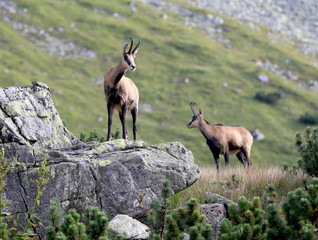 mountain goat on stone