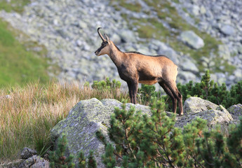 wild mountain goat