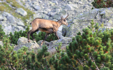 Obraz premium mountain goat walk among stones