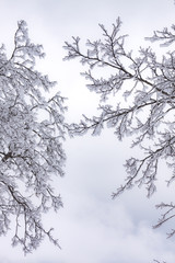RAMAS DE ÁRBOL NEVADAS