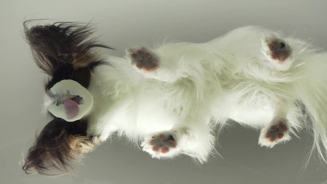 Papillon lick the sour milk product behind glass stock footage video