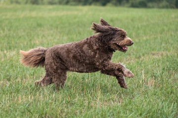 Chocolate Brown Labradoodle in a Field