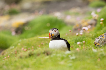 Atlantic Puffin (Fratercula arctica) foraging for nesting material, near nest site at breeding colony in wild flowers