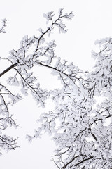 RAMAS DE ÁRBOL NEVADAS